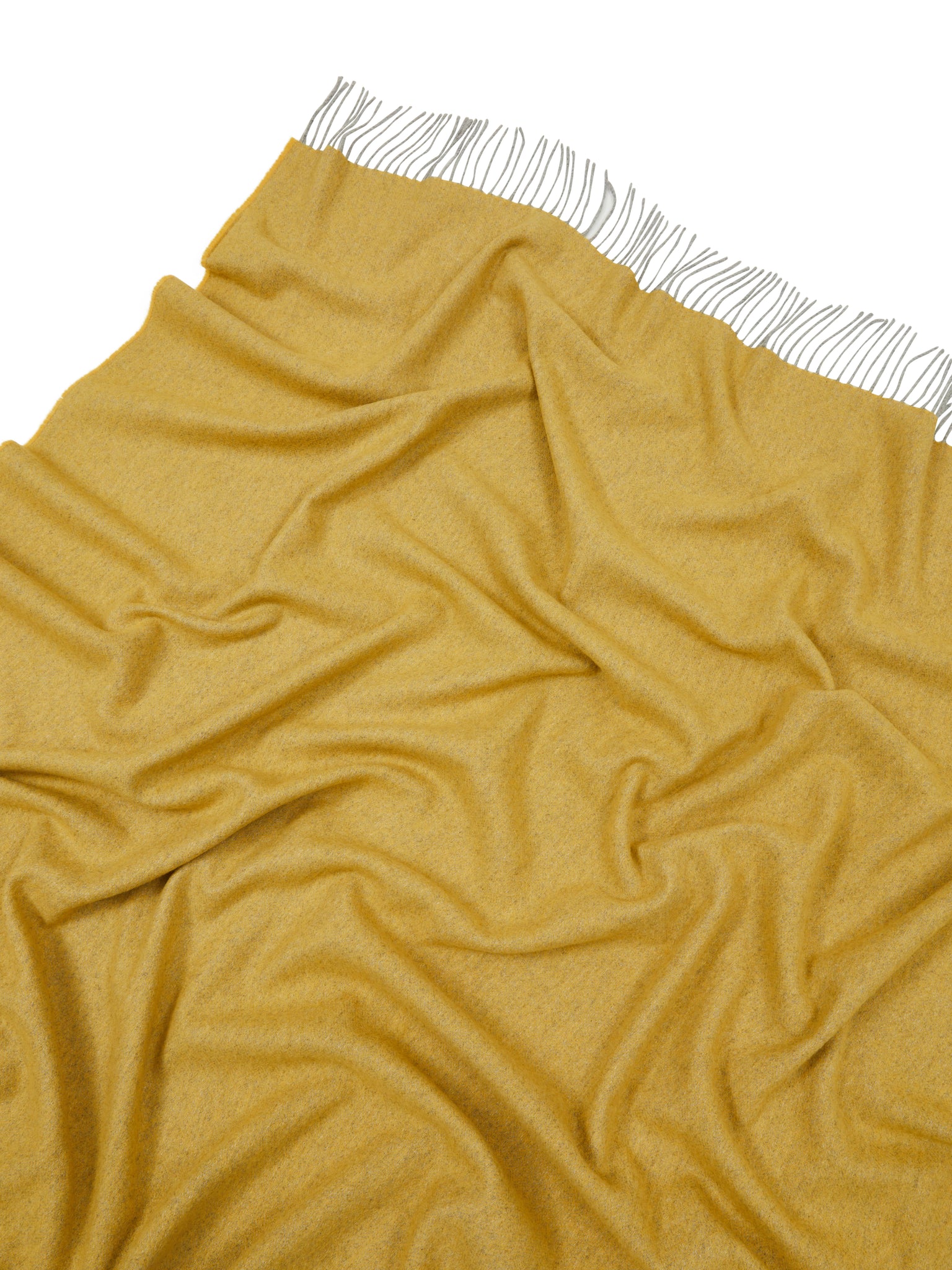 PLAID - Cassiopea Oro