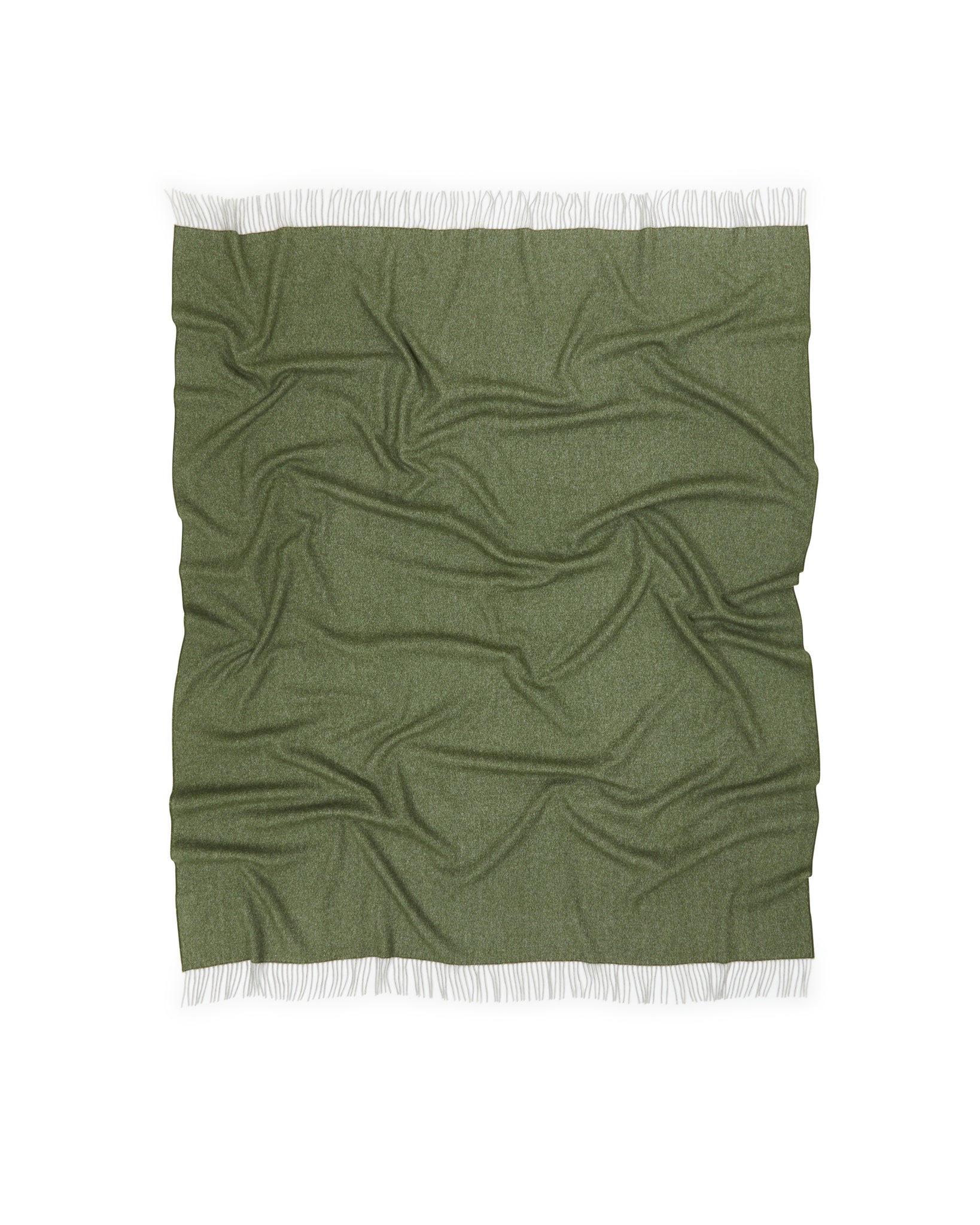 PLAID - Cassiopea Foresta
