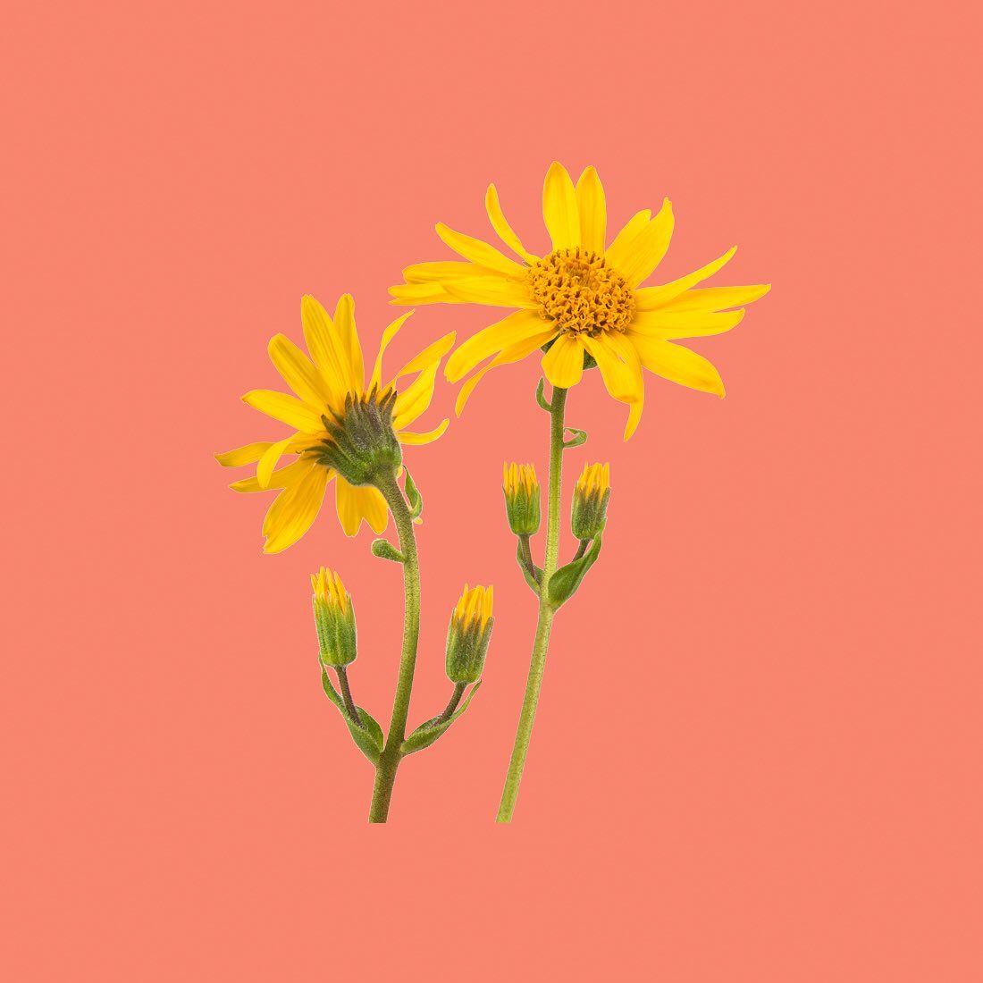 Elisr Arnica Artiglio - Sapone di un tempo