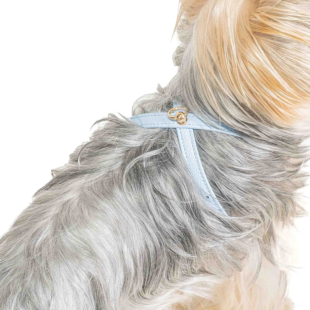 Pettorina Azzurra (cani piccoli)