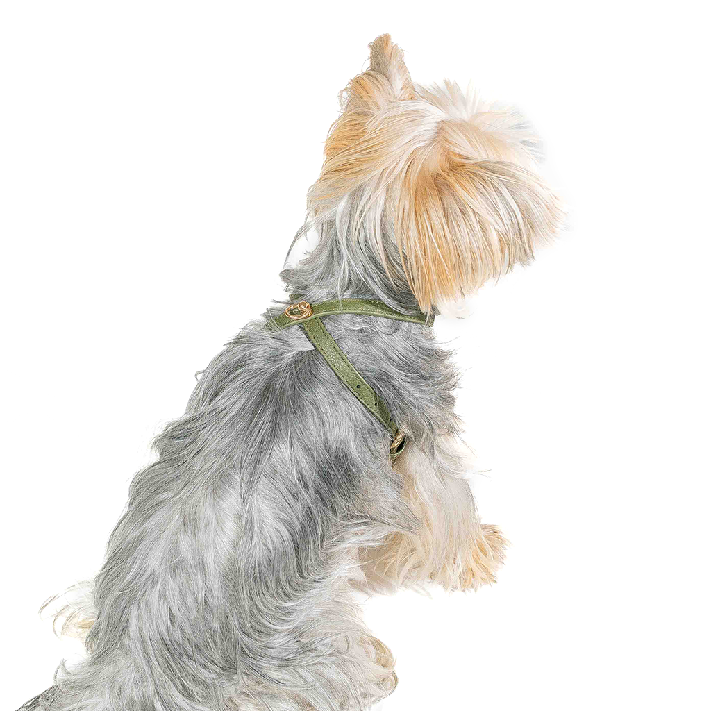 Pettorina Verde (cani piccoli)