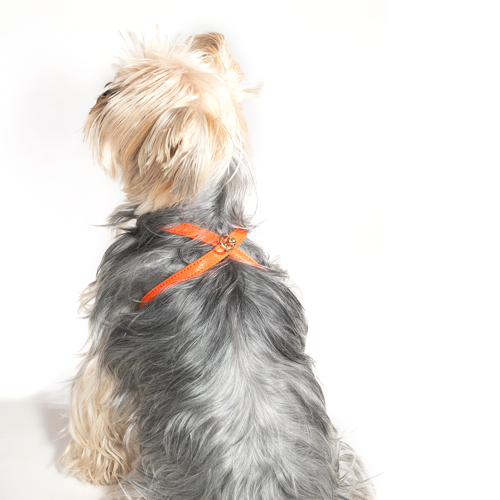 Pettorina Arancione (cani piccoli)