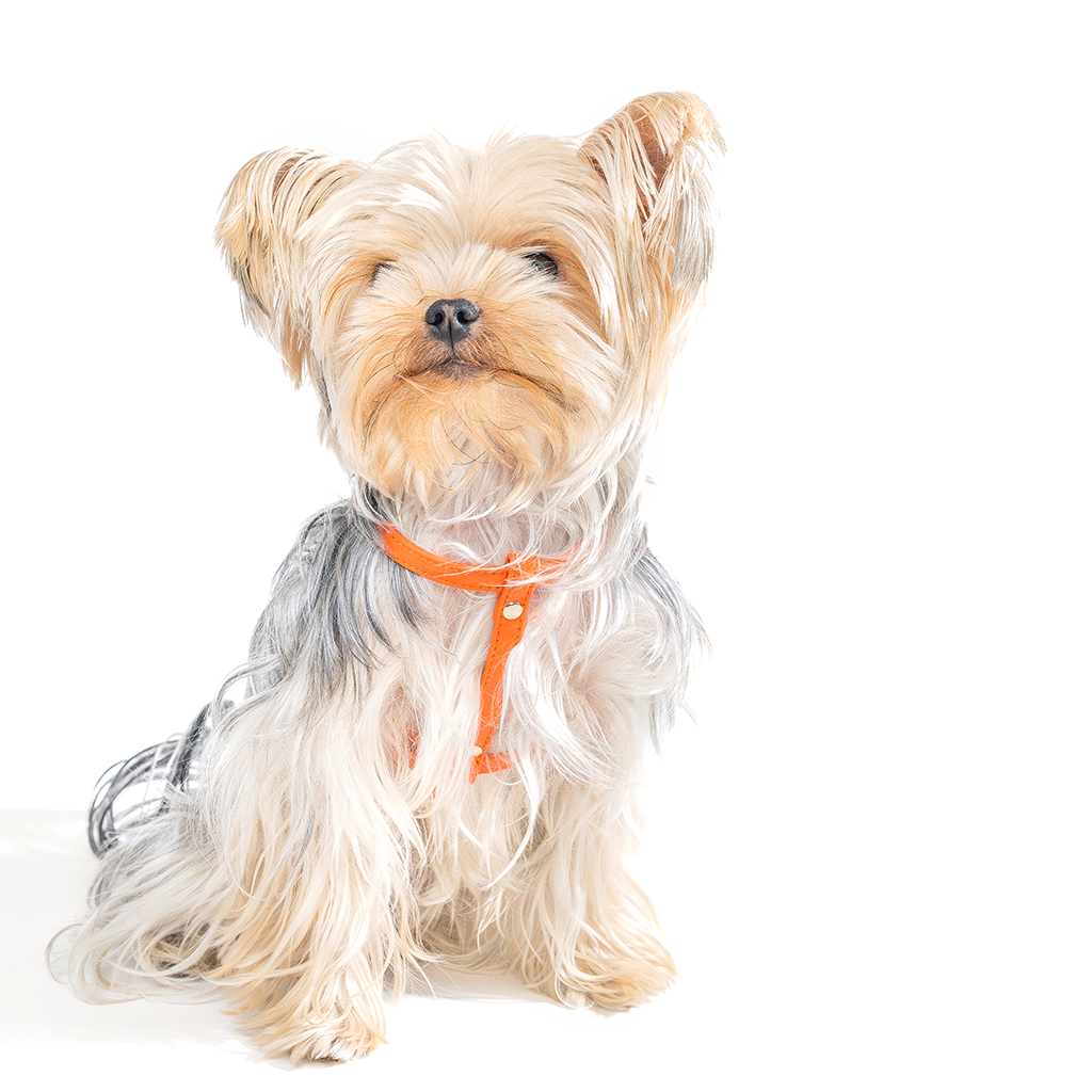 Pettorina Arancione (cani piccoli)