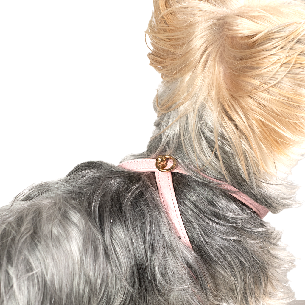 Pettorina Rosa (cani piccoli)