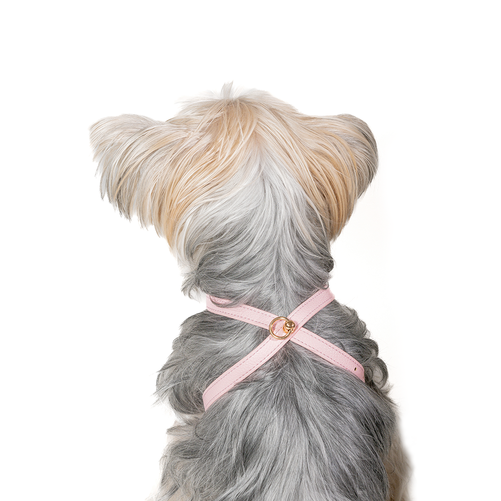 Pettorina Rosa (cani piccoli)